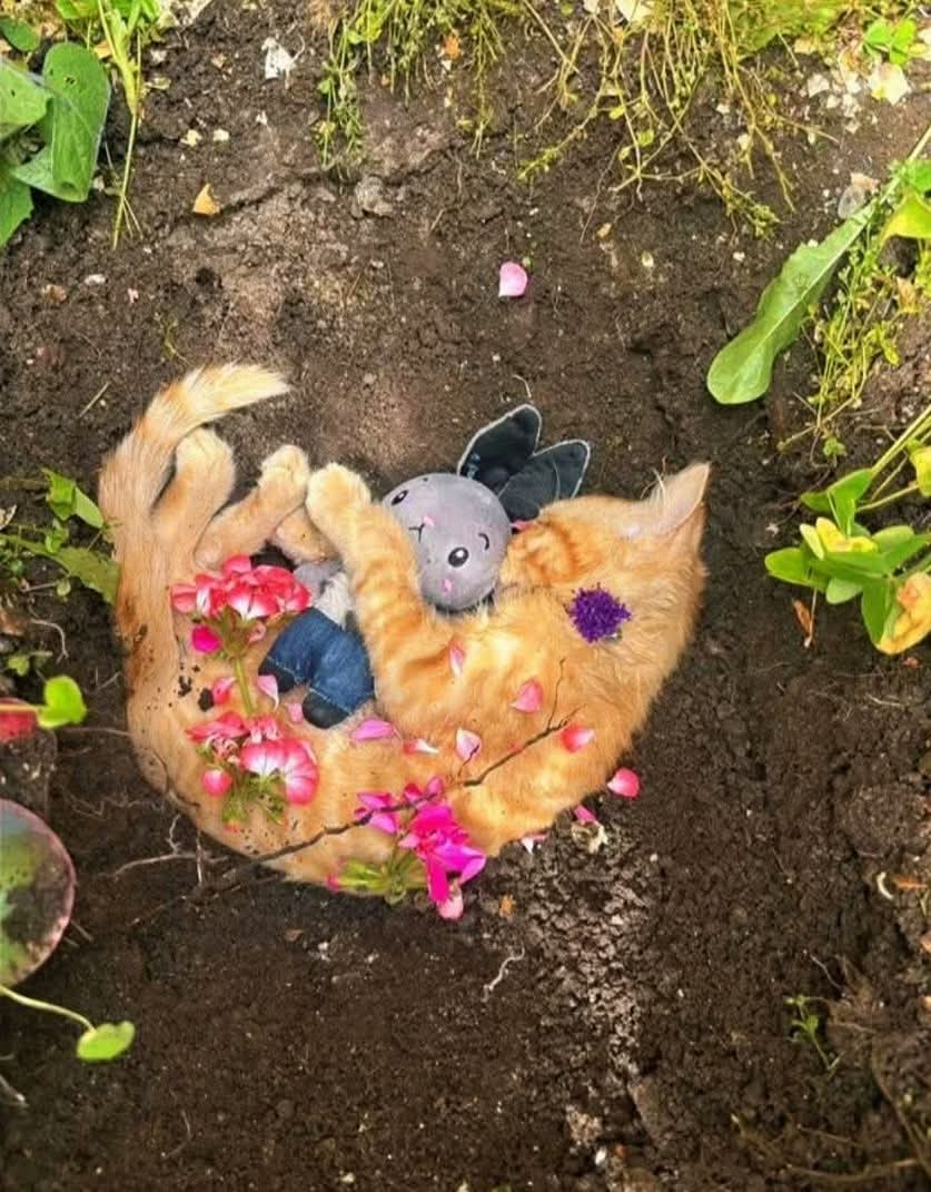 My cat just passed away🥹please say RIP💔