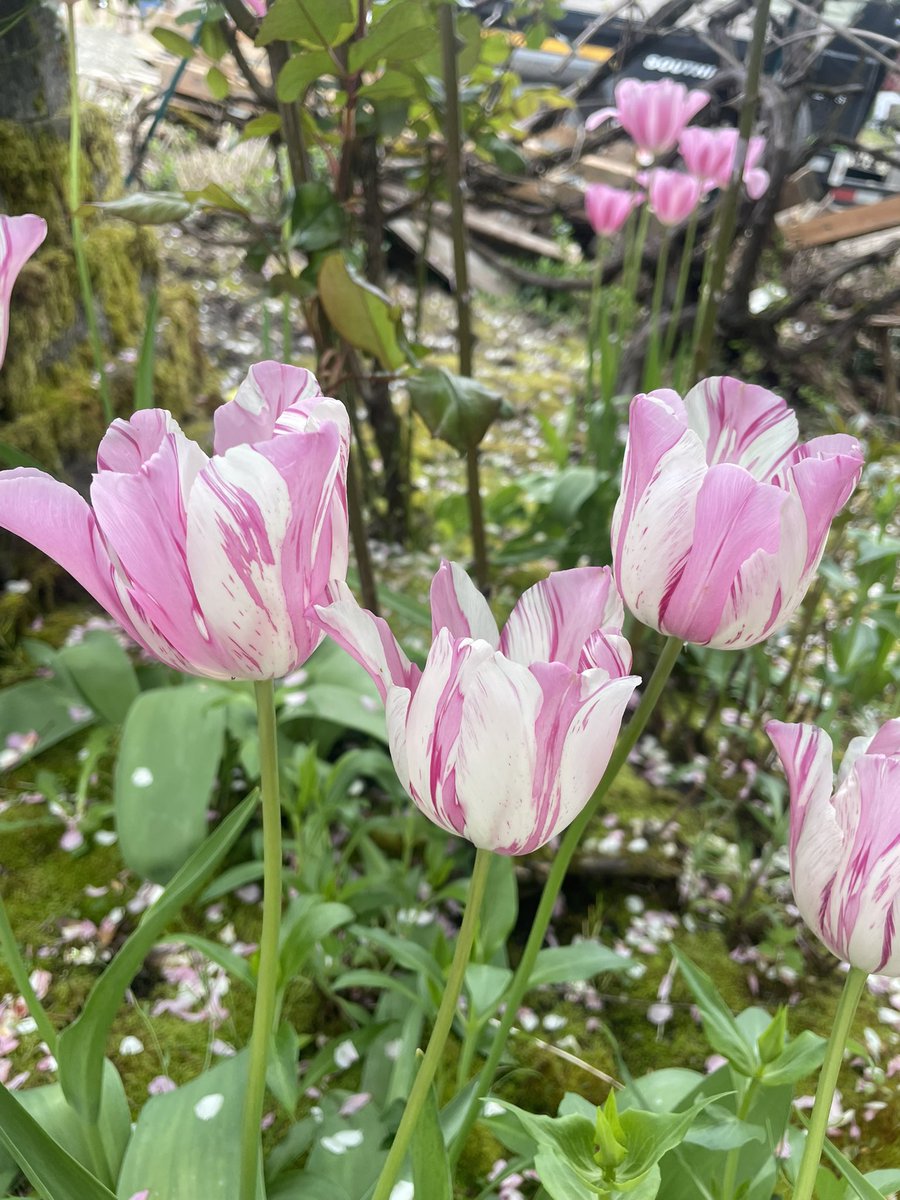 drop the last flower photo you took ⁺⋆❀˖⁺⋆