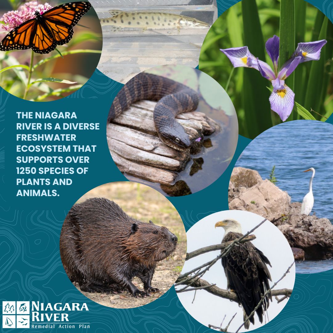 Niagara River RAP (Canada) tweet media