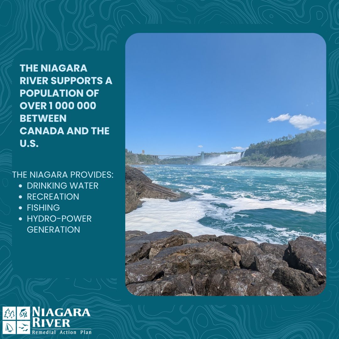 Niagara River RAP (Canada) tweet media