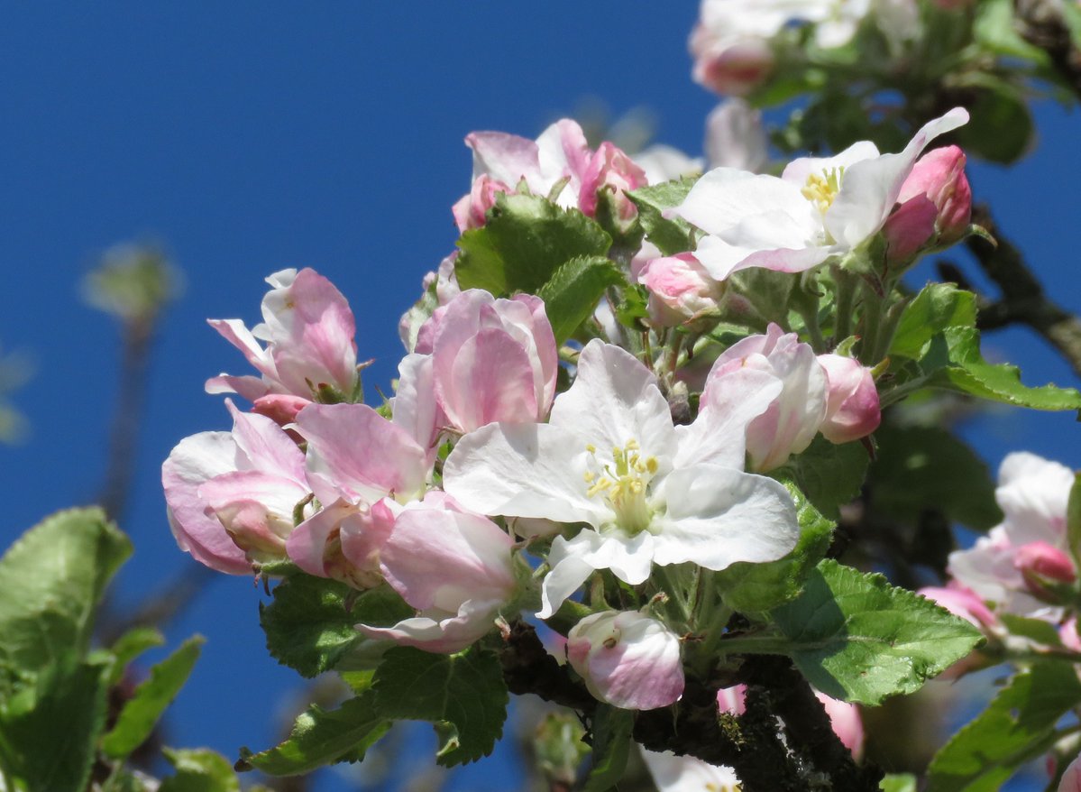 Gartenglück tweet media