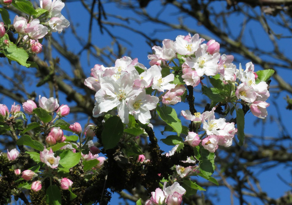 Gartenglück tweet media