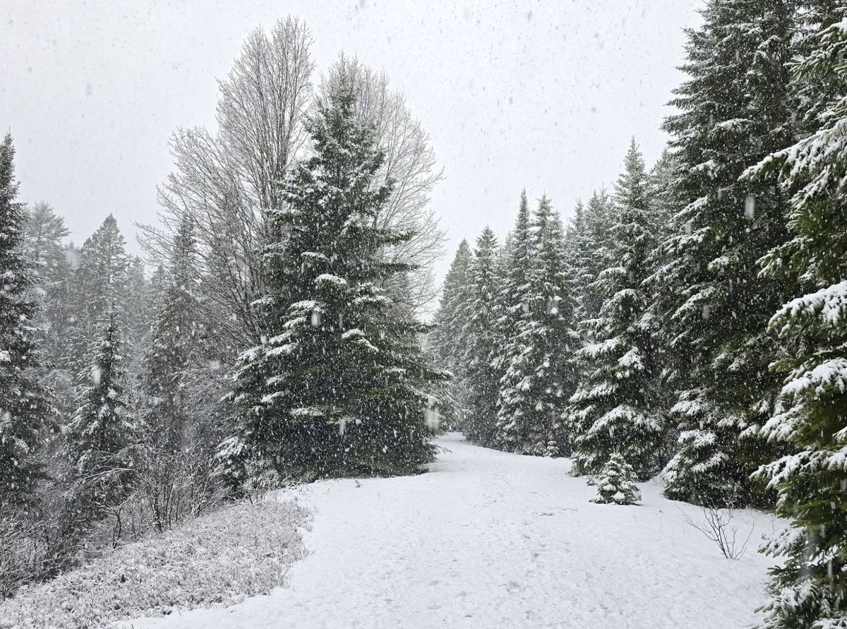 RgrMarkRobinson's tweet photo. #OTD (Tue, Apr 22) 1924 as Acting Sup't at #CacheLake, #AlgonquinPark: "5” of wet snow fell during the night. The woods was a most beautiful sight, with the evergreen trees standing out like white statuettes." @ArchivesOntario https://t.co/Q3QsQIDGyl