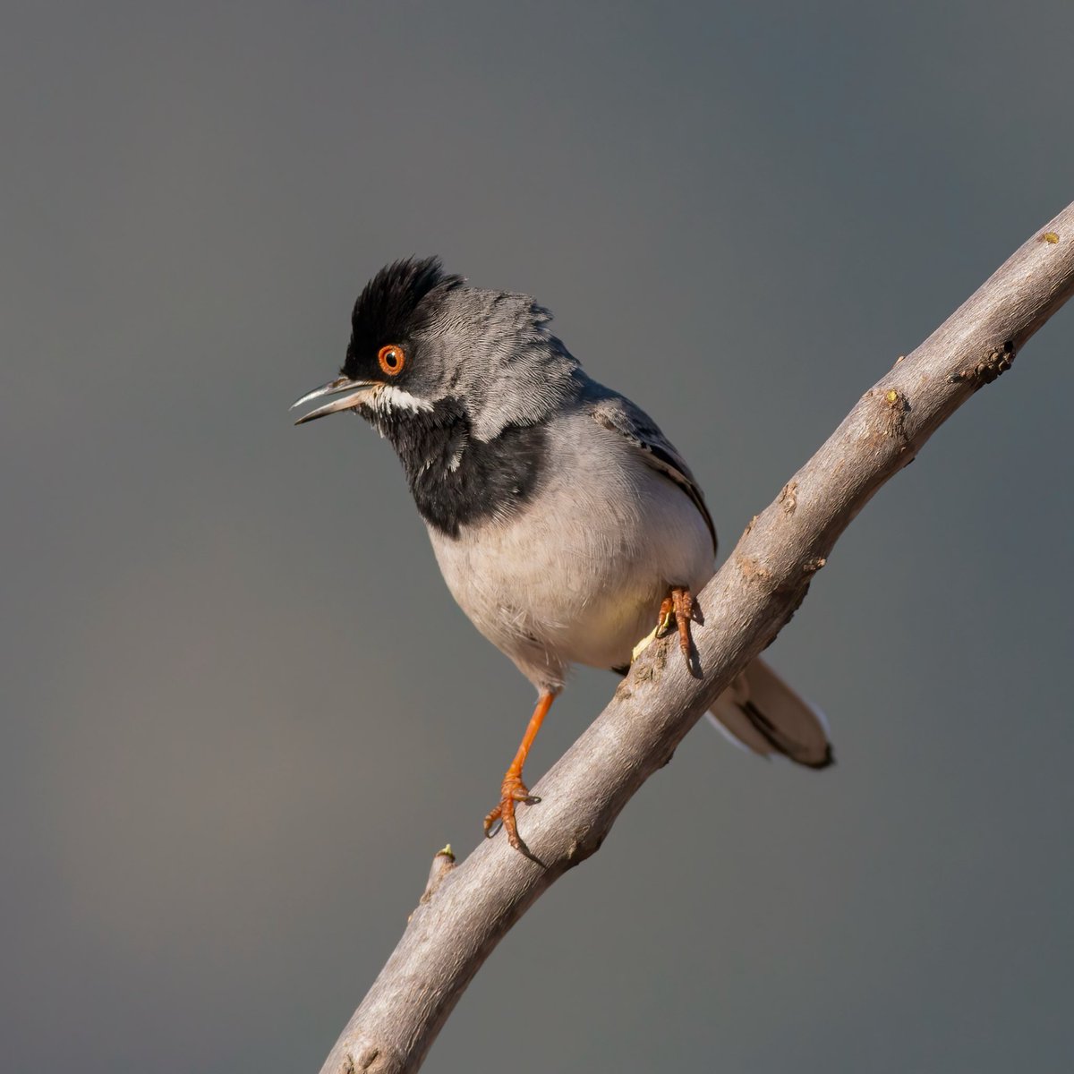 Adem Demir tweet media