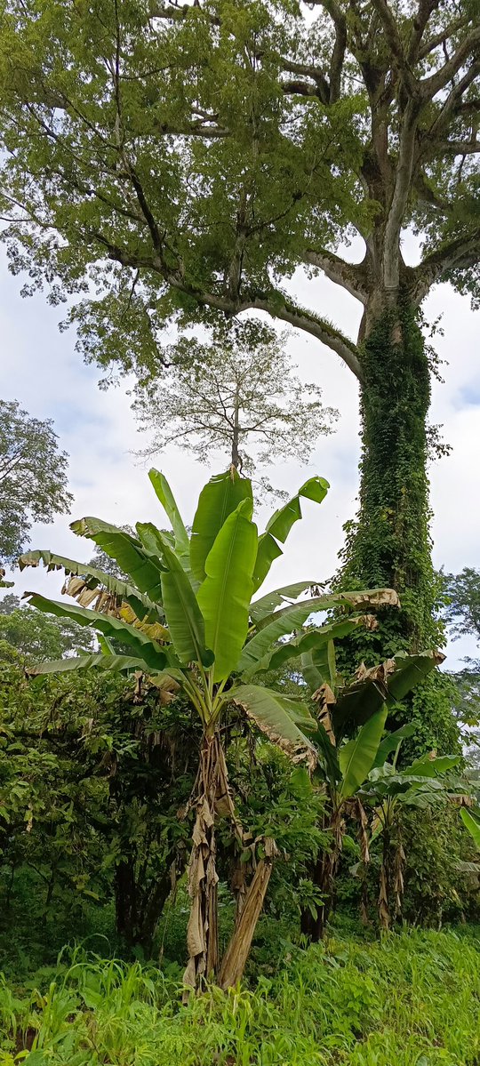 AbiluTangwa's tweet image. 🌲 Forests absorb 2.6 billion tonnes of CO₂ annually – about 1/3 of fossil fuel emissions.
🔥 When we burn or cut them, that carbon releases back. Deforestation accounts for 12% of global greenhouse gases.
Protecting trees = protecting our climate.
#ClimateAction #ForestsMatter