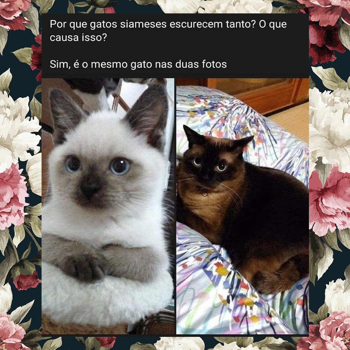 Bichinhos fofinhos pra quem ta cansado tweet media