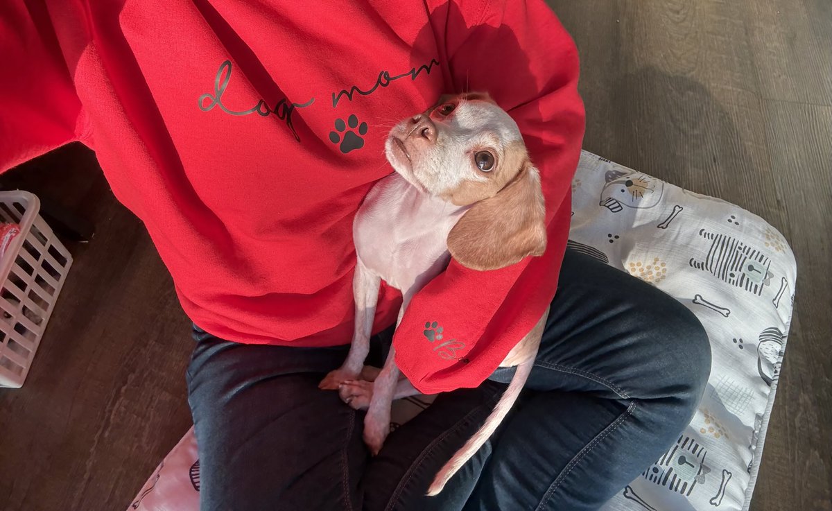 LemonBeagleBeau tweet media