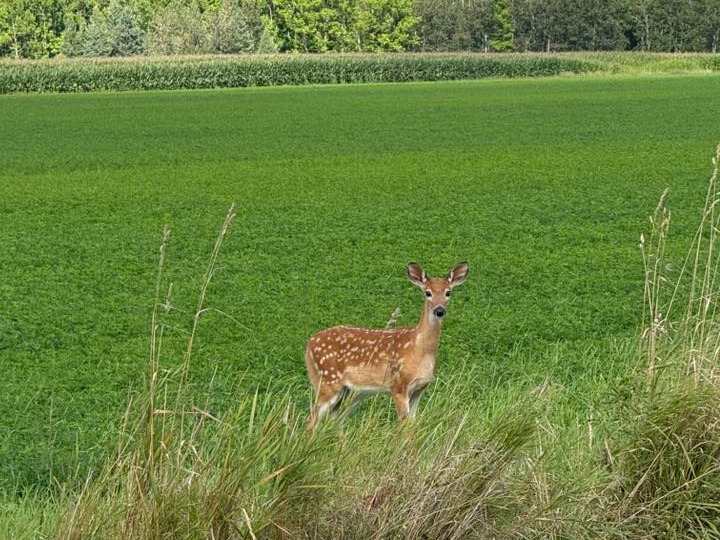 CommonGroundNow's tweet photo. For 40 years, farmers have been quietly building some of America's best wildlife habitat. Native grasses planted. Wetlands restored. Waterways buffered.

Today, pheasants are thriving in the Midwest. Ducks are nesting in the northern plains. White-tailed deer populations are booming.

26 million acres — an area larger than the state of Kentucky — have been voluntarily set aside by American farm families to do exactly this. For farmers, #EarthDay spans the entire calendar.

Source: USDA Farm Service Agency; Ducks Unlimited