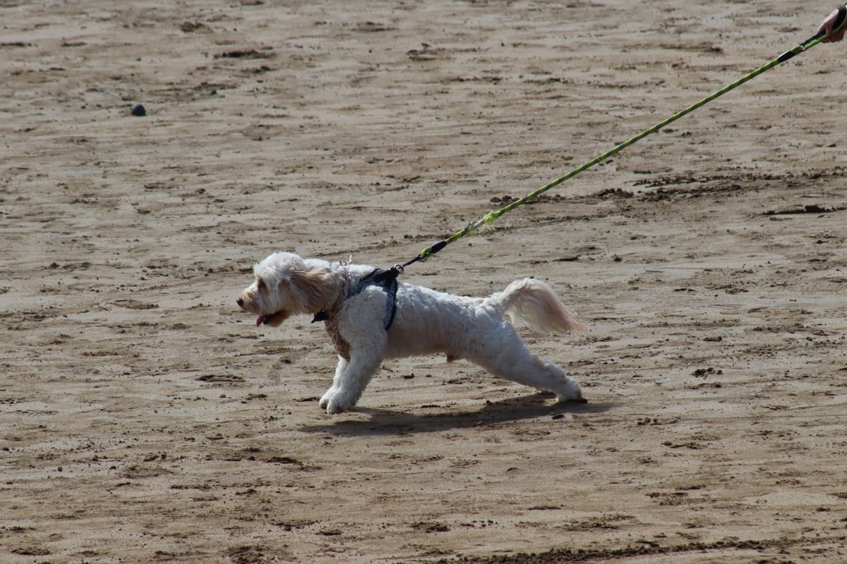 BDuffma's tweet image. #Clare #Burren #ThePhotoHour 🟡🔵🖤🤍💚💛⚪️⚫️ #200daysofwalking dragging the dog by the... kinda day!