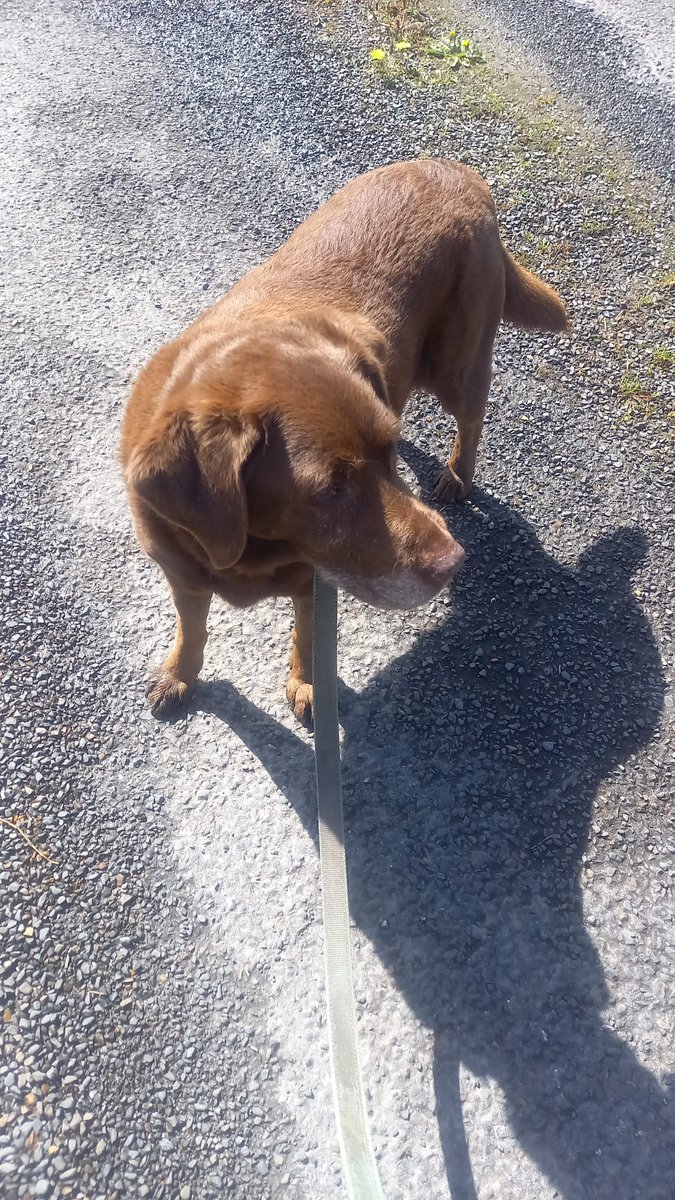 BDuffma's tweet image. #Clare #Burren #ThePhotoHour 🟡🔵🖤🤍💚💛⚪️⚫️ #200daysofwalking dragging the dog by the... kinda day!
