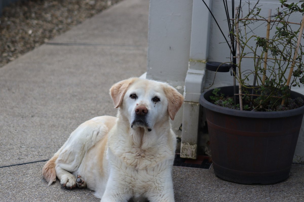 BDuffma's tweet image. #Clare #Burren #ThePhotoHour 🟡🔵🖤🤍💚💛⚪️⚫️ #200daysofwalking dragging the dog by the... kinda day!
