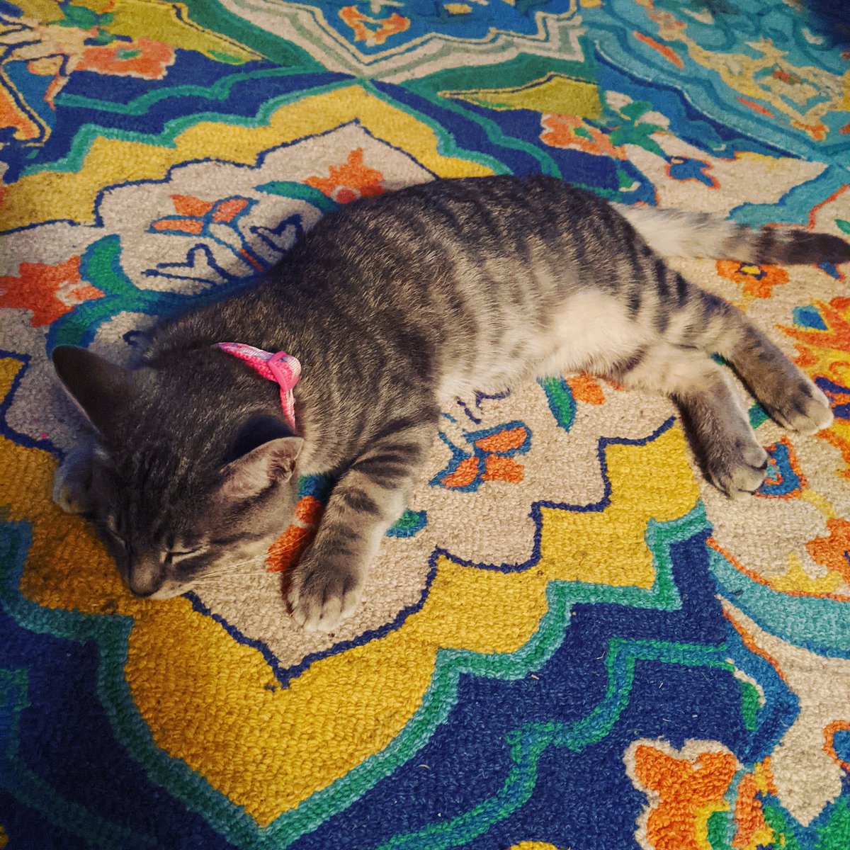 gooberito tweet media