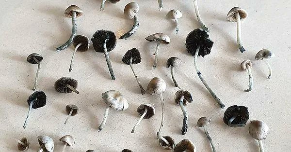 anandamide.green tweet media