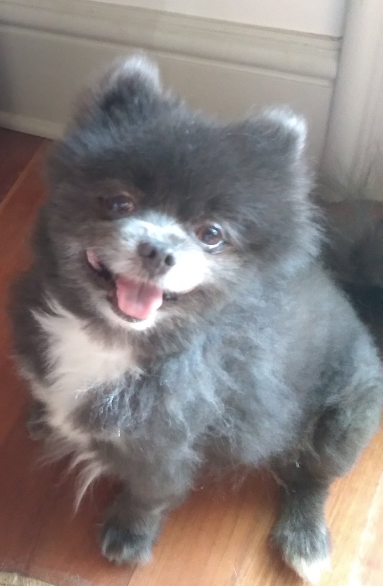 KingFar19701120's tweet image. #happyhumpday #Wednesdayvibe #Wednesdayfun #Wednesday #dogs
I  really don't want to do any work today. I'm King Farouk,  Pomeranian,  and I usually do my royal duties anyway. But today...I don't want to.