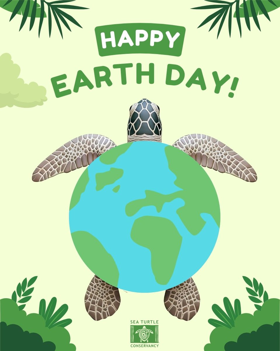 SeaTurtleConservancy tweet media