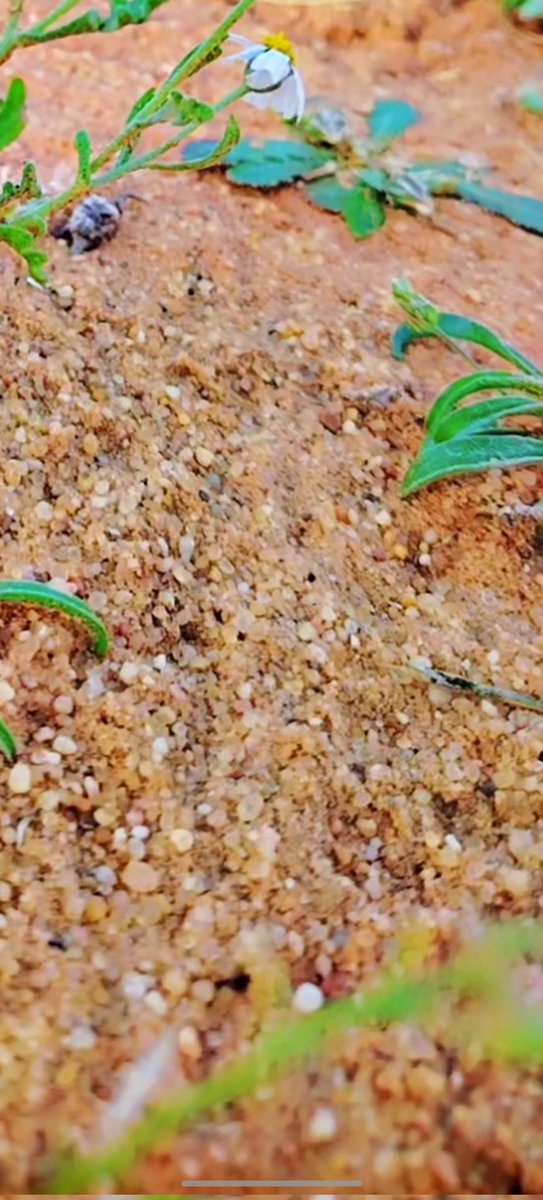 صالح السكيت حساب بديل لـ (s_s0002@) tweet media