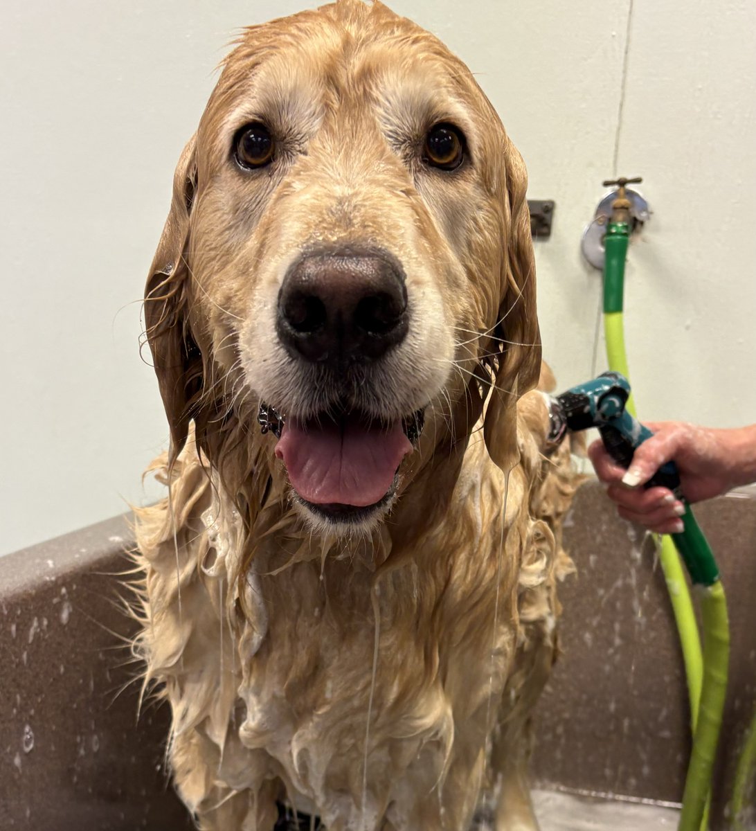 happyk9clifford's tweet image. Splish Splash - Landry’s making bath time a springtime bash! 🛁🌸
While the rain pours outside, Landry is inside getting squeaky clean and smelling like sunshine! ☀️ 
#bathtime #goldenhour #doggrooming