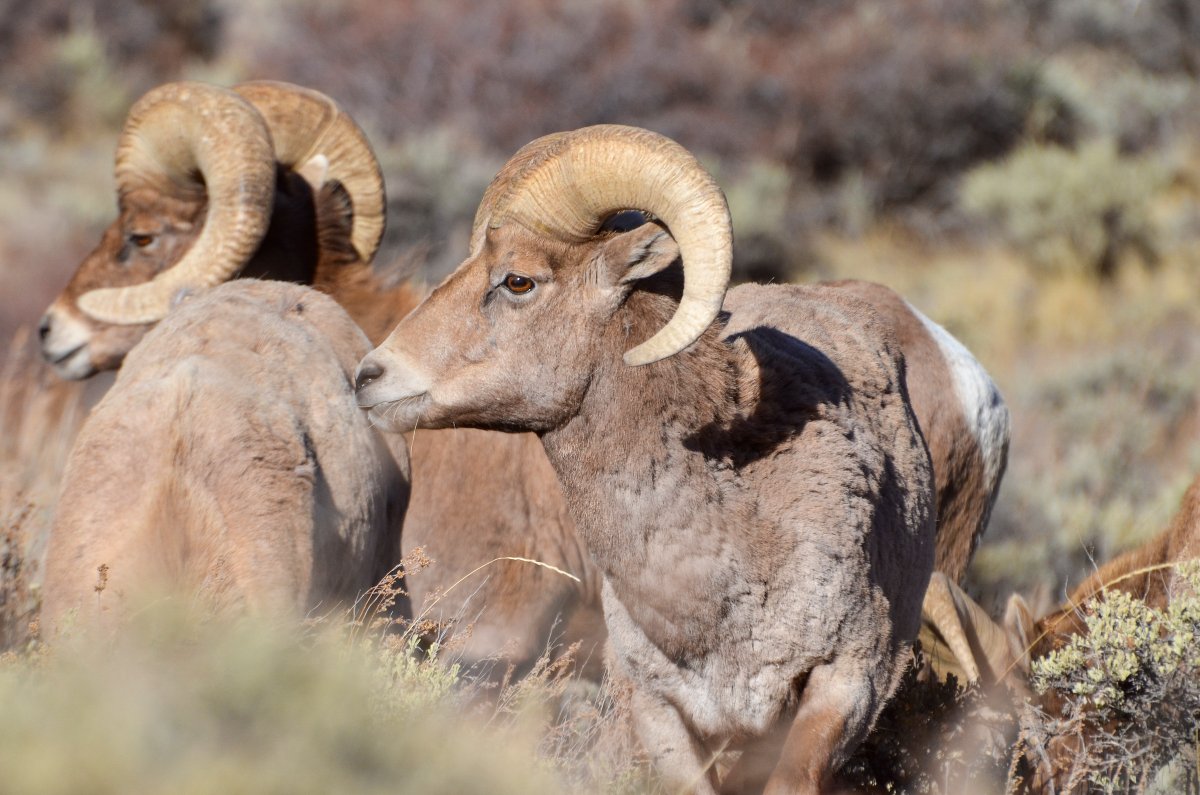 COParksWildlife tweet picture