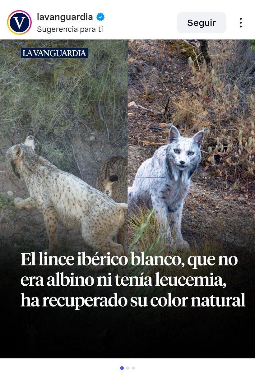 Ex-Alicia Sanz stan account tweet media