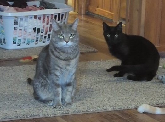 gooberito tweet media