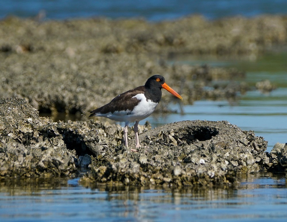 reef_ball's tweet image. Happy Earth Day!
The Reef Ball Foundation works every day to protect our blue planet in over 89 countries around the globe!   We celebrate the earth and all the people who make our work possible! #reefballs #earthdayeveryday #teamworkmakesthedreamwork