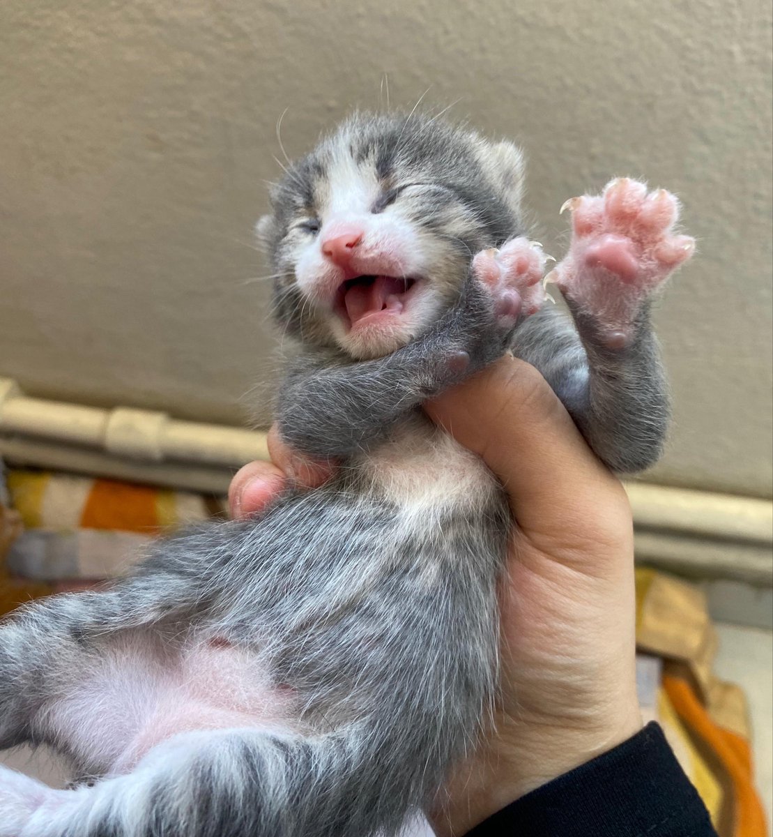 🍃Ⓐ𝕜𝕙𝕒𝕣𝕕.😼 tweet media