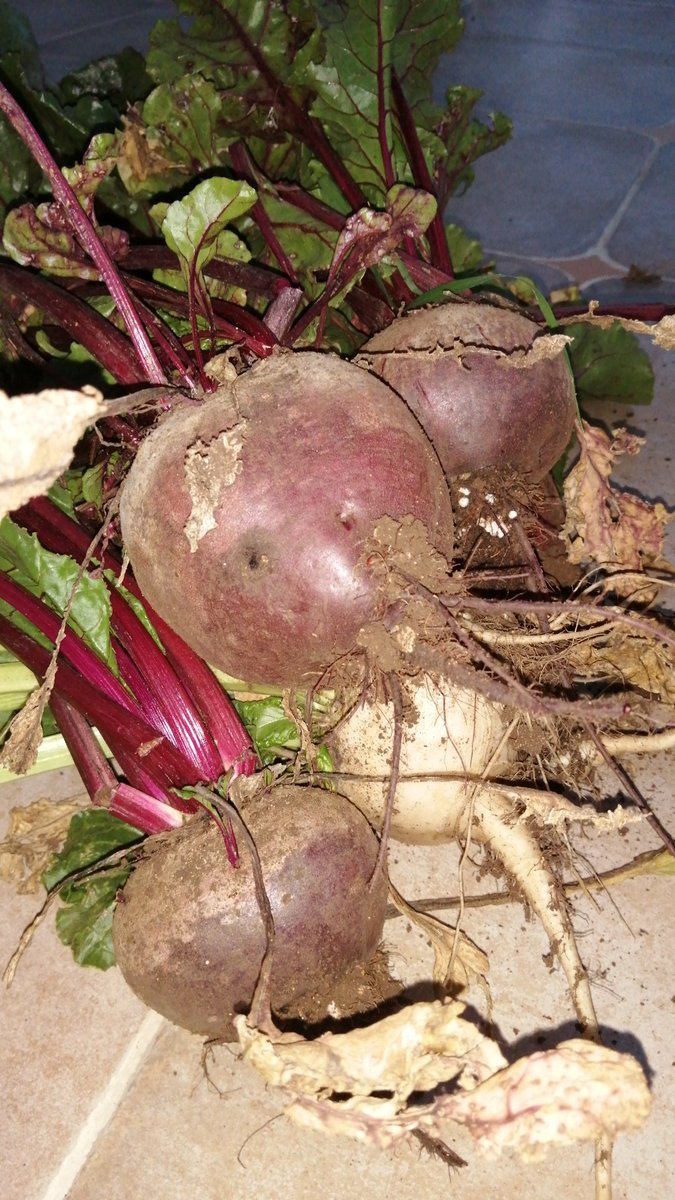 ما شاء الله الشمندر
احنا زارعينه 🤭