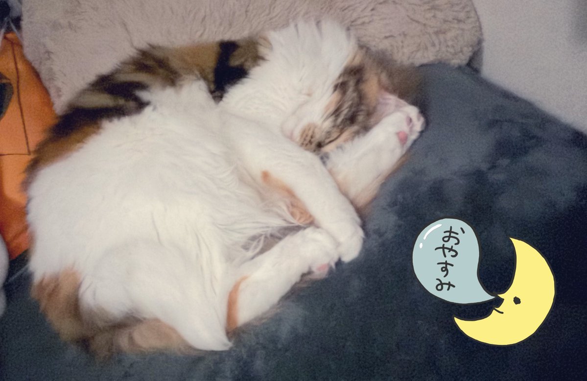 ちゅけ⁰²/忠犬🐕🐾 tweet media