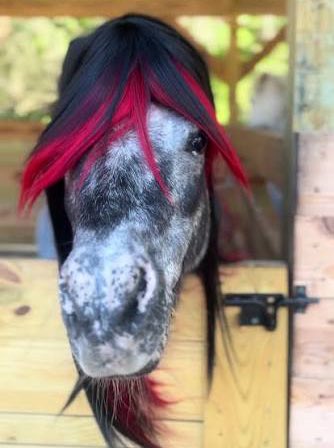 horse tweet media