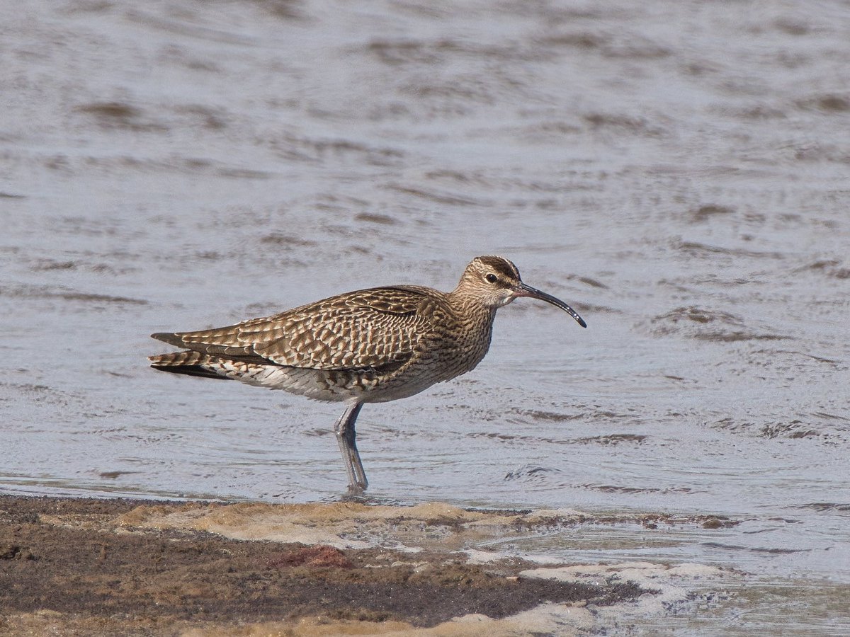 WarranPhoto's tweet photo. #Whimbrel at #Lodmoor today and a pair of #CollaredDoves !! https://t.co/f4ukUaQghD