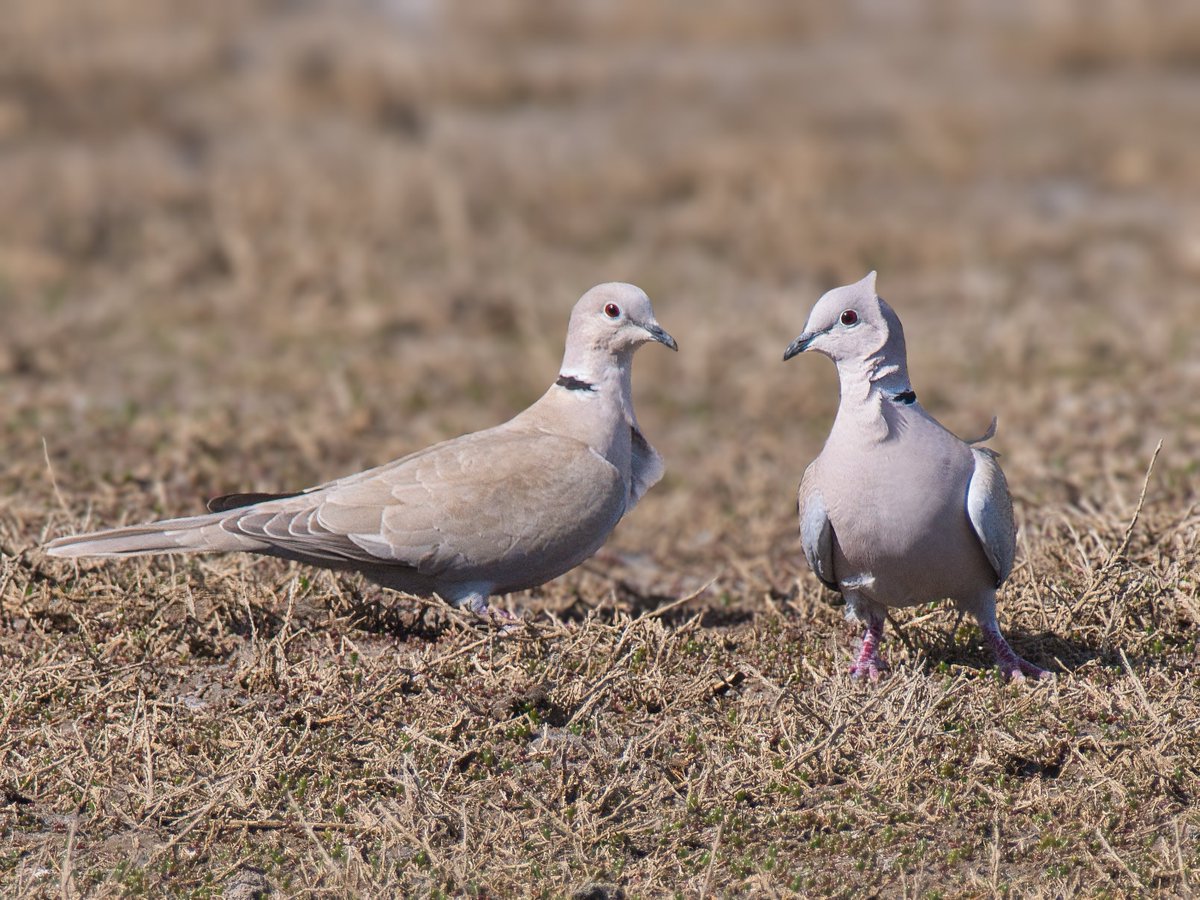 WarranPhoto's tweet photo. #Whimbrel at #Lodmoor today and a pair of #CollaredDoves !! https://t.co/f4ukUaQghD