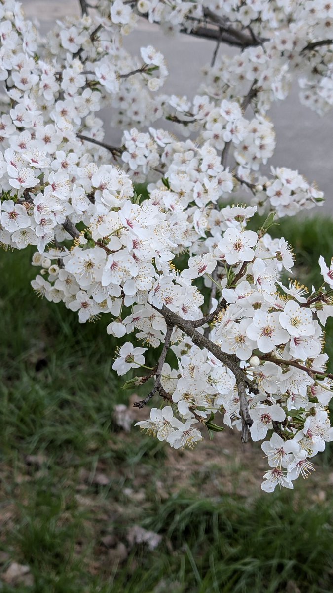 Oksaniel's tweet photo. You can almost smell the spring through the screen. Is everything blooming in your city yet? 👀🌸#springvibes #blossom https://t.co/FK1vIRMczT