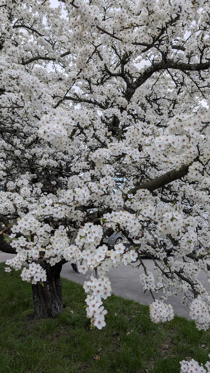 Oksaniel's tweet photo. You can almost smell the spring through the screen. Is everything blooming in your city yet? 👀🌸#springvibes #blossom https://t.co/FK1vIRMczT