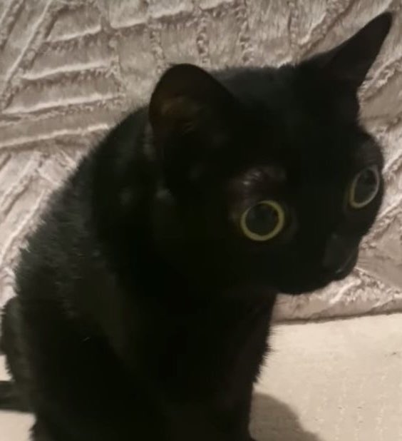 daily kittymand (@dailykittymand) on Twitter photo 