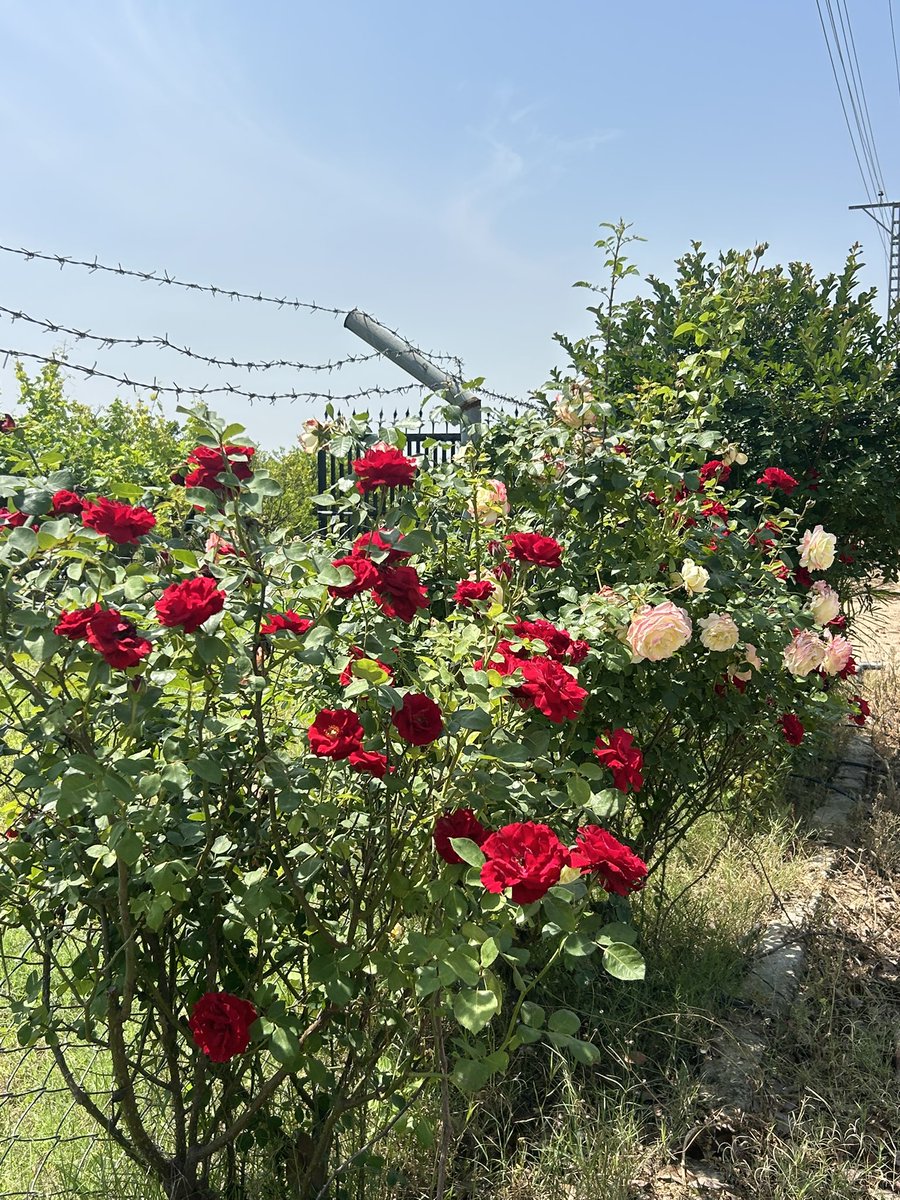 Adan Esapzai tweet media