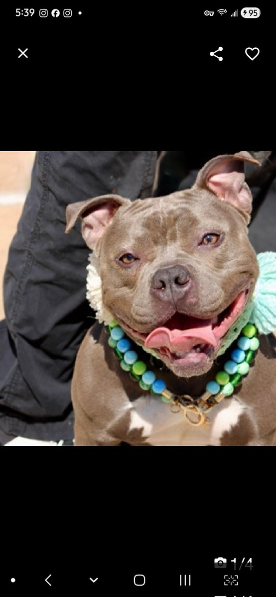 MyBoxerLuvMac1's tweet image. Bella is listed TBK 4/23
Pioneers for Animal Welfare Society  (PAWS-LI) wants to save her but needs a committed #foster 

If you can be Bella's hero, contact them at (631) 306-4616 or fill out 
paws-li.org/html/adopt+fos…

Tysvm,
💕Bella