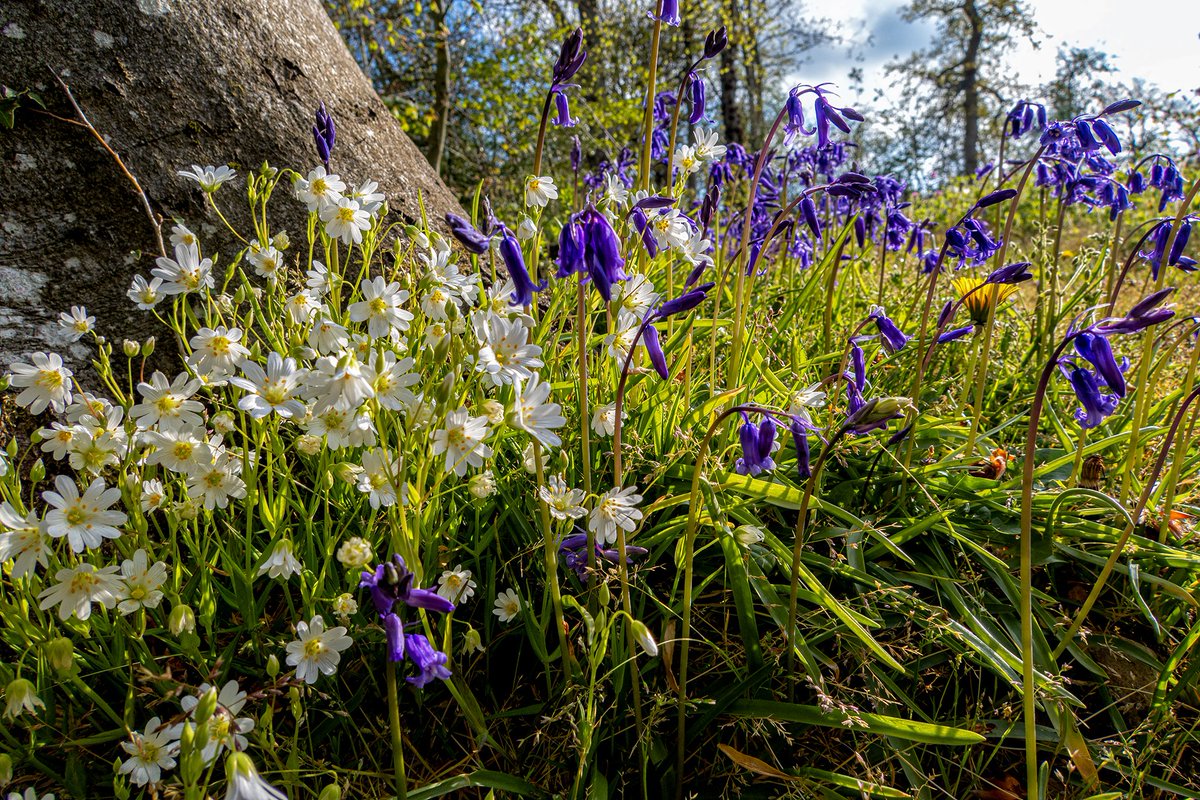 EllesmerePhoto's tweet image. #472, Spring, Ellesmere, 22/04/2026

Flowers everywhere at the moment, Spring judging by the bluebells  is definitely a few weeks earlier this year.

#photography #ellesmere #shropshire #spring