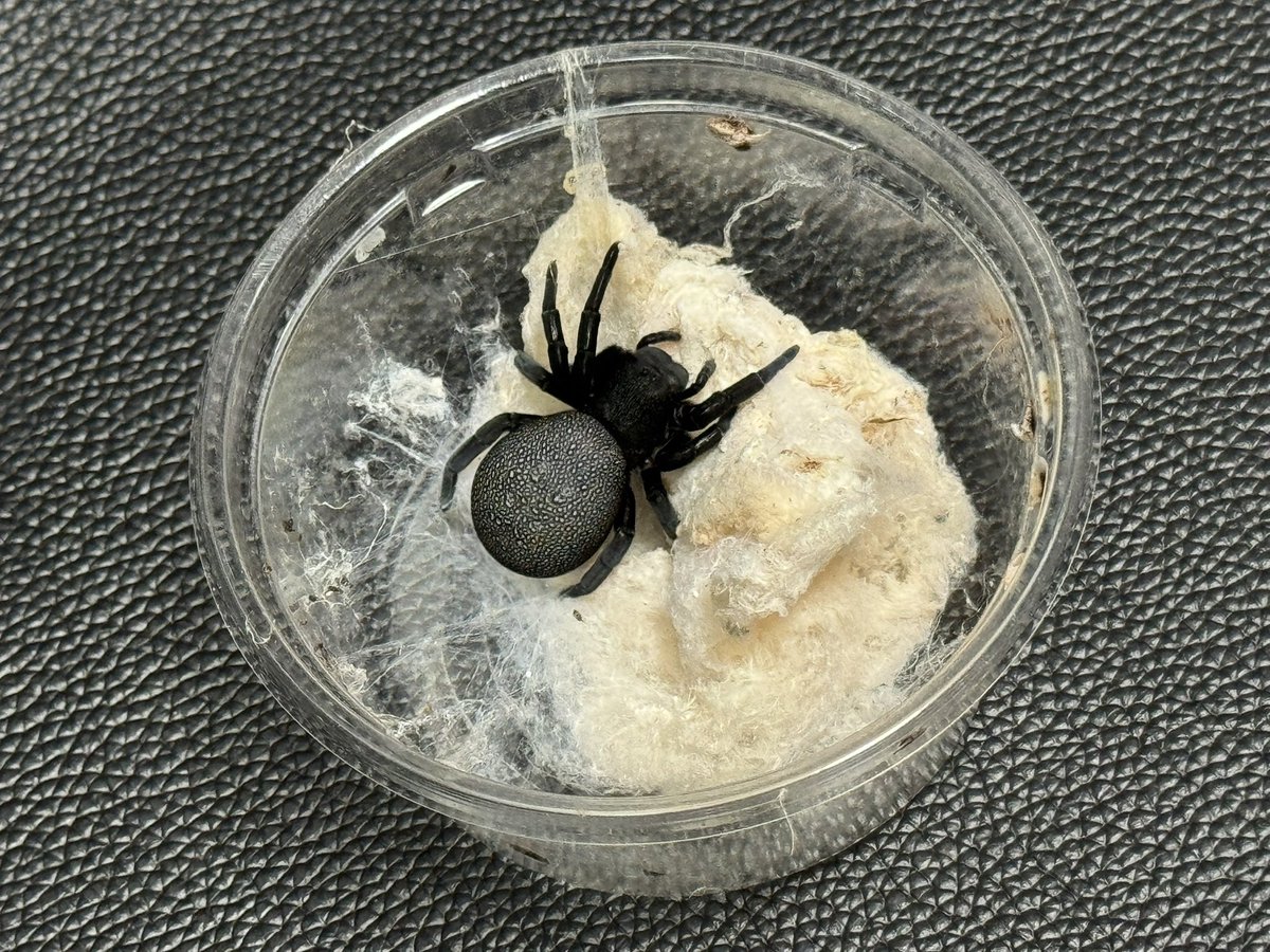 エレサスは水いらないので手がかからない