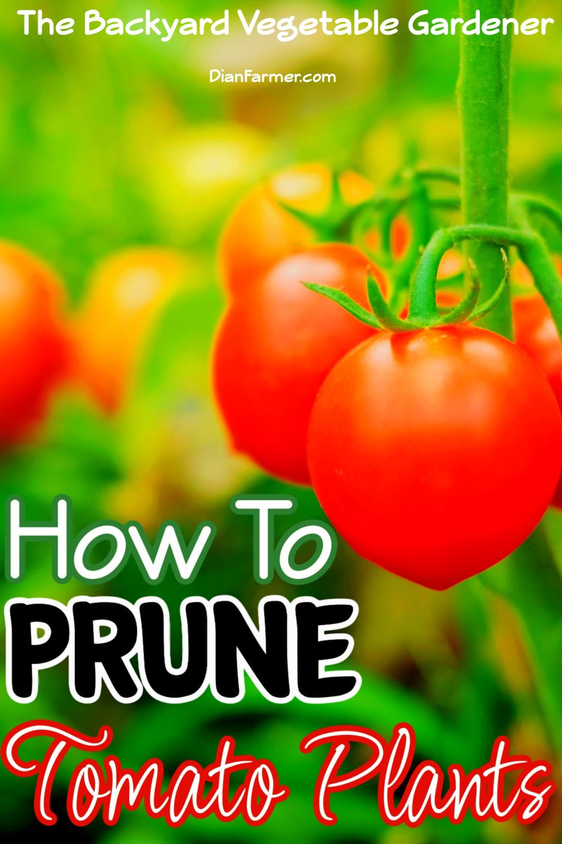 Dian_Farmer_'s tweet image. Learn how to prune tomato plants for higher yields and healthier growth. Tip: Remove suckers regularly. #GardeningTips #GrowYourOwn

dianfarmer.com/how-to-prune-t…
#gardensofinstagram #mygarden