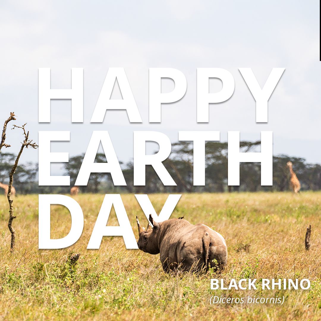 RhinosIRF's tweet photo. Protecting rhinos is about more than just one species, it's about protecting our planet. 🌍🦏 On this #EarthDay, we celebrate the vital role rhinos play in their ecosystems. As "mega-herbivores," they shape the landscapes around them.
#EarthDay2026 #TeamRhino #RhinoConservation https://t.co/g4oQWkBhH6
