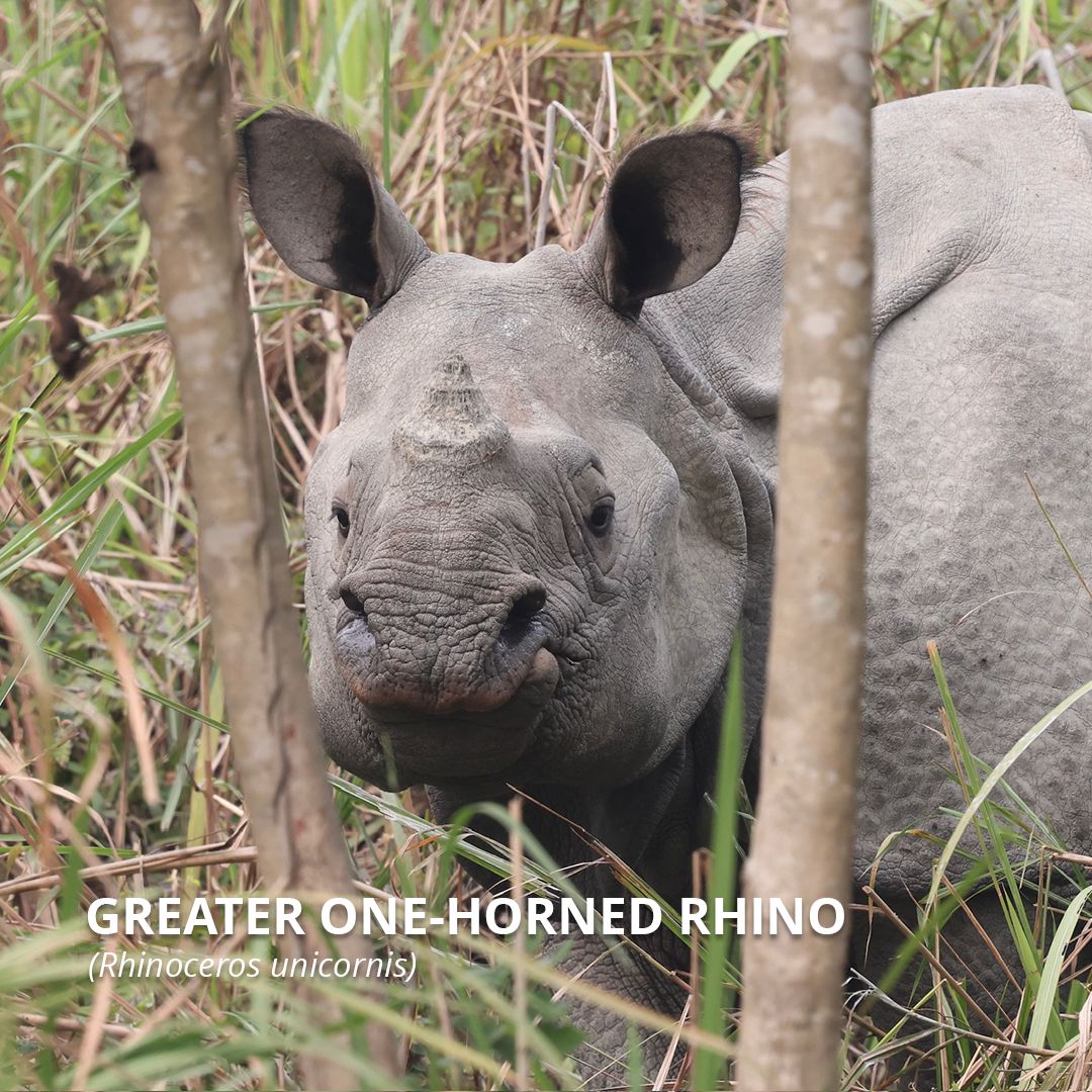 RhinosIRF's tweet photo. Protecting rhinos is about more than just one species, it's about protecting our planet. 🌍🦏 On this #EarthDay, we celebrate the vital role rhinos play in their ecosystems. As "mega-herbivores," they shape the landscapes around them.
#EarthDay2026 #TeamRhino #RhinoConservation https://t.co/g4oQWkBhH6