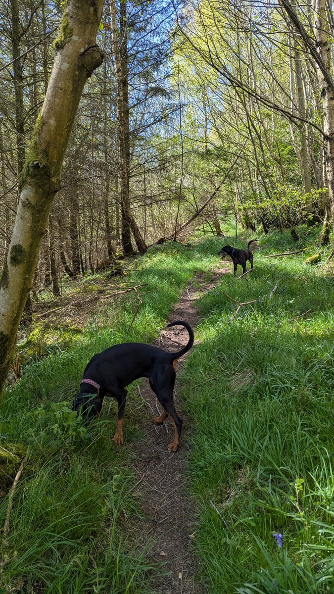 NotBadForHerAge's tweet image. Making the most of the good weather with a woodland walk with #Damson &amp;amp; #Fred The bluebells absolutely carpeted the ground in places and gorse provided a lovely coconutty scent. ☀️💙💛🐾🐾