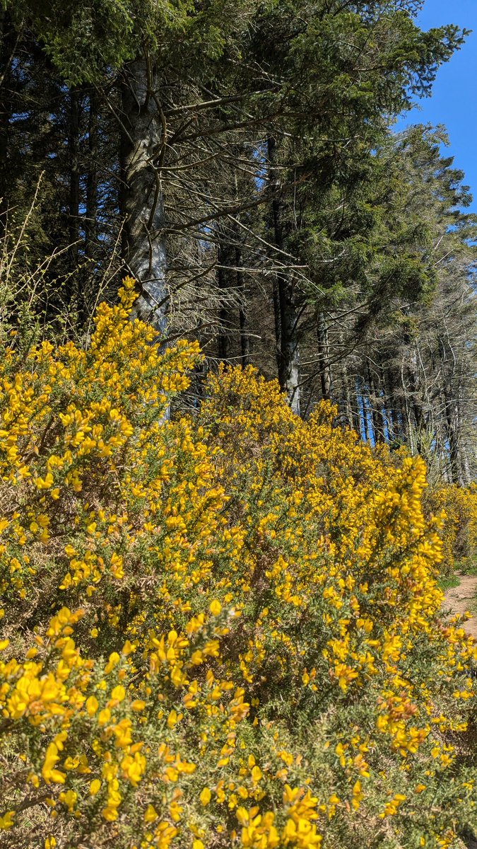 NotBadForHerAge's tweet image. Making the most of the good weather with a woodland walk with #Damson &amp;amp; #Fred The bluebells absolutely carpeted the ground in places and gorse provided a lovely coconutty scent. ☀️💙💛🐾🐾