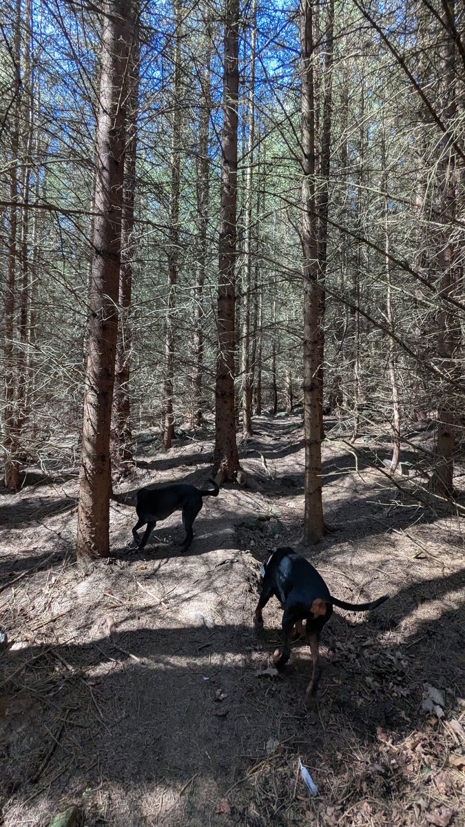 NotBadForHerAge's tweet image. Making the most of the good weather with a woodland walk with #Damson &amp;amp; #Fred The bluebells absolutely carpeted the ground in places and gorse provided a lovely coconutty scent. ☀️💙💛🐾🐾