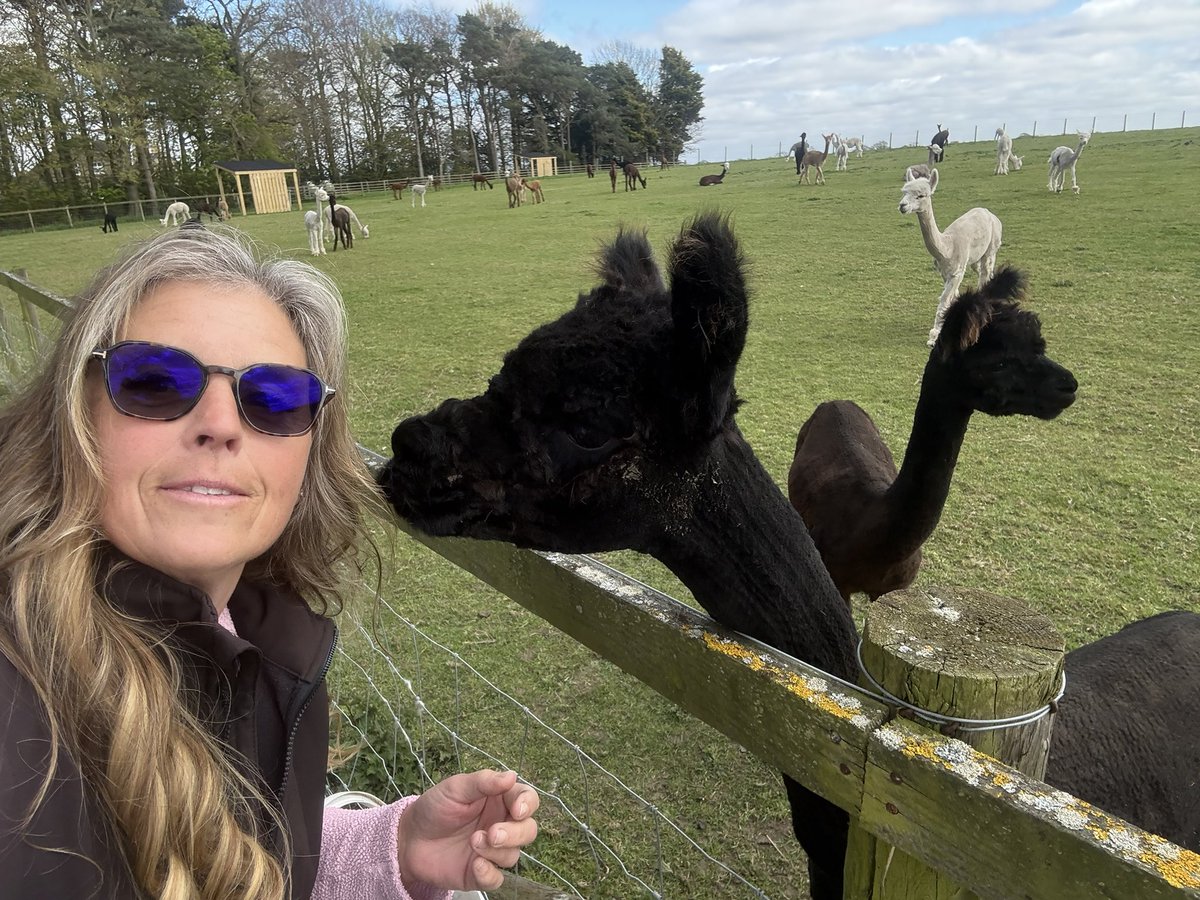 Barnacre Alpacas tweet media