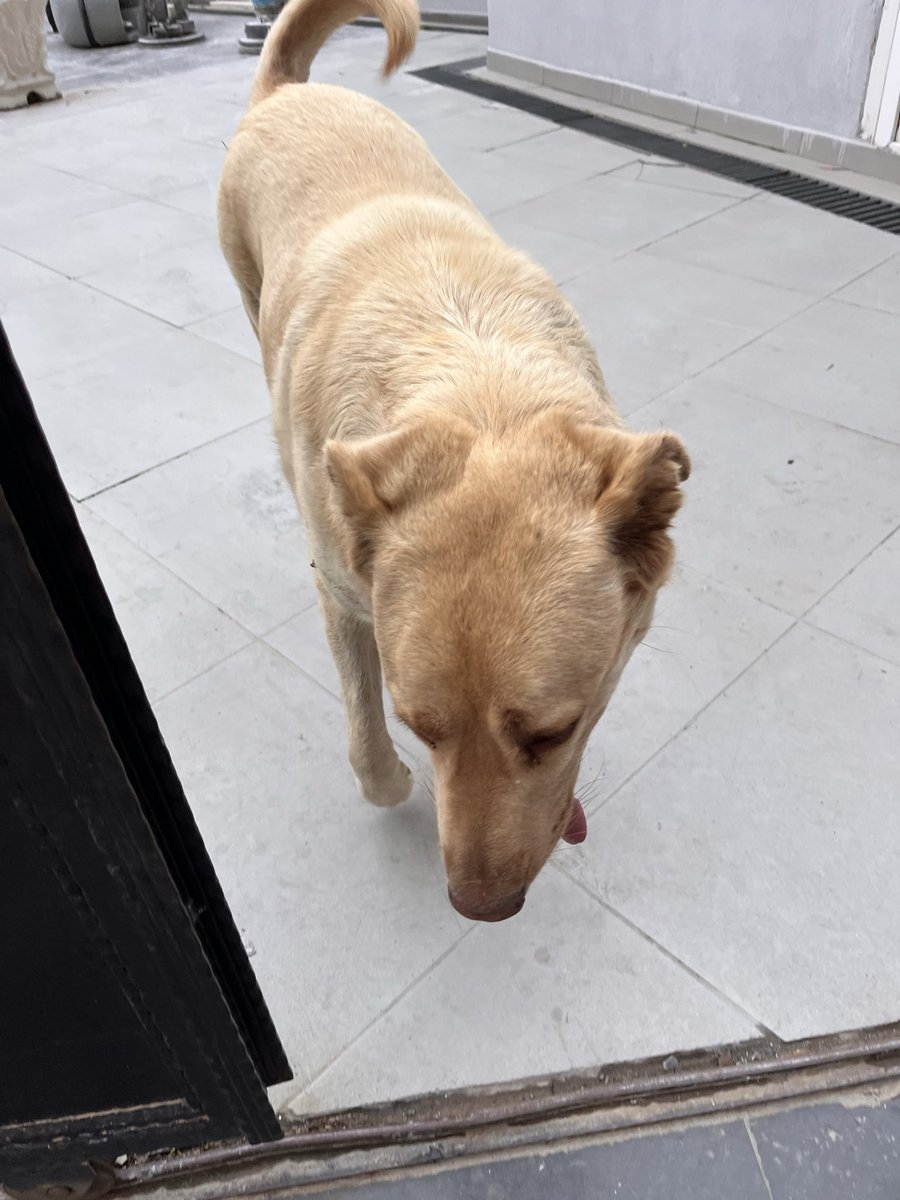 Arkadaşlar bu can bulunduğu bölgede korumacı bir yapıda olduğu için istenmiyor. 3 kez belediyeye şikayet edilmiş, İzmir içi bahçeli bir ev arıyoruz. Belediye tarafından alınmadan kurtarmamız gerekiyor 🚨🚨🚨