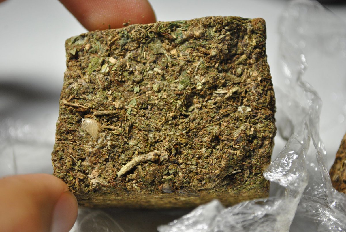 gostosa, chapada & consciente. tweet media