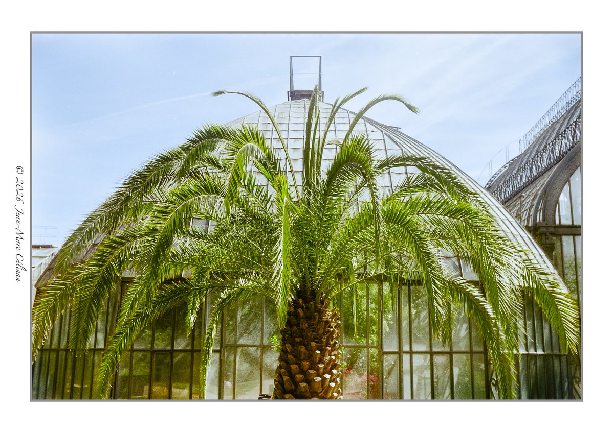 JeanLancel39500's tweet image. Qui a copié sur l'autre? (bio)"Mimétisme" amusant de ce Phoenix canariensis devant la Serre aux Camélias au Parc de la Tête d'Or #LYON ce 20 Avril 2026. Photographie sur film 35mm négatif couleur et FOCAsport II (France) année 1962 #photo #flickr flic.kr/s/aHBqjCRJGV