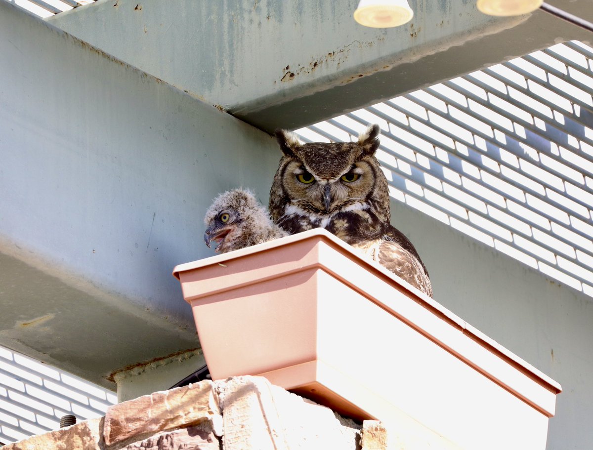 RefriedBrean's tweet photo. Last week, my family went to dinner at @NobleHops in Oro Valley and discovered an amazing new amenity there: patio owls. Of course I had to go back and get pictures of the nest a few days later. https://t.co/0zSwG0ioEx