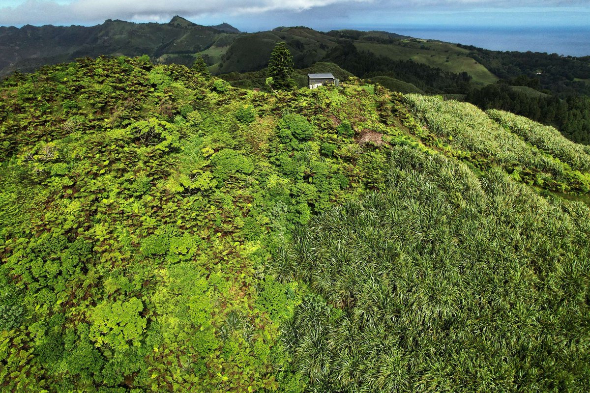 StHelenaPeaksNP's tweet image. Our goal is to increase cloud forest habitat, in area &amp;amp; quality, through removing non-native invasive species and planting #endemic species in their place to create a self-sustaining, functioning cloud forest ecosystem🌧️🌳🐞 “Our Power, Our Planet” 👨‍👩‍👧‍👦 🌍🤝 #SHCFP #EarthDay